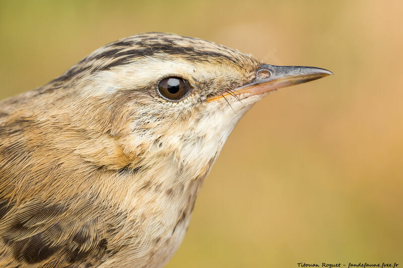 Sedge Warbler