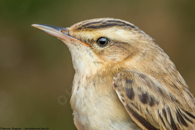 Sedge Warbler