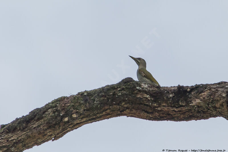 Grey-headed Woodpecker male adult