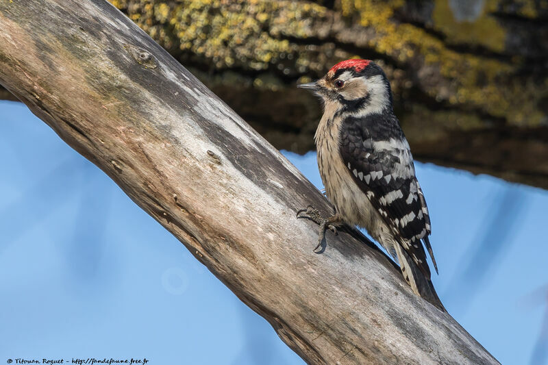 Lesser Spotted Woodpecker male