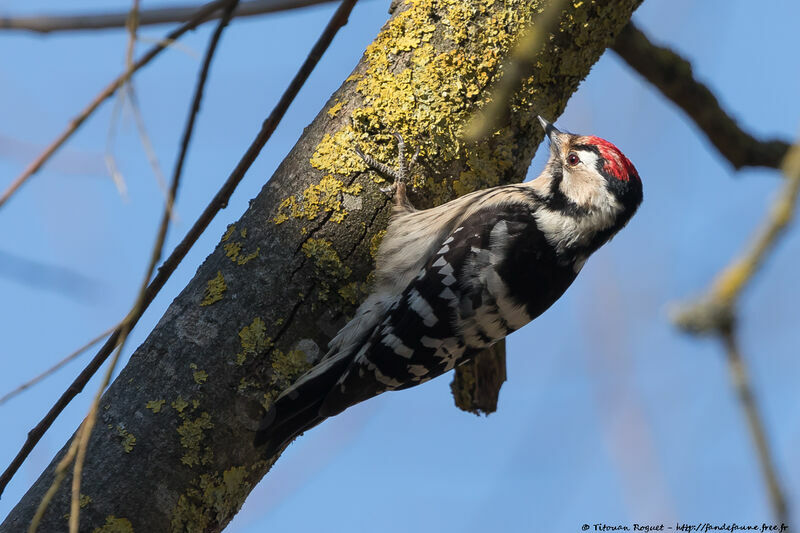 Lesser Spotted Woodpecker male