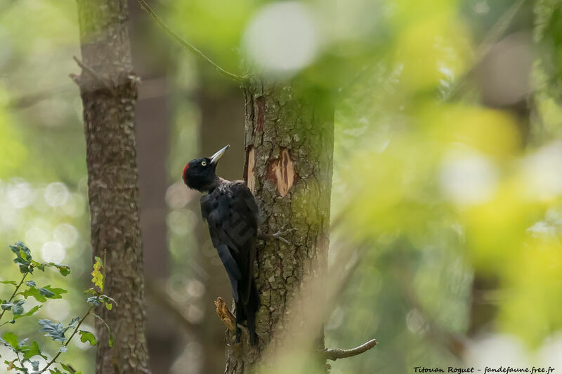 Black Woodpeckeradult, habitat