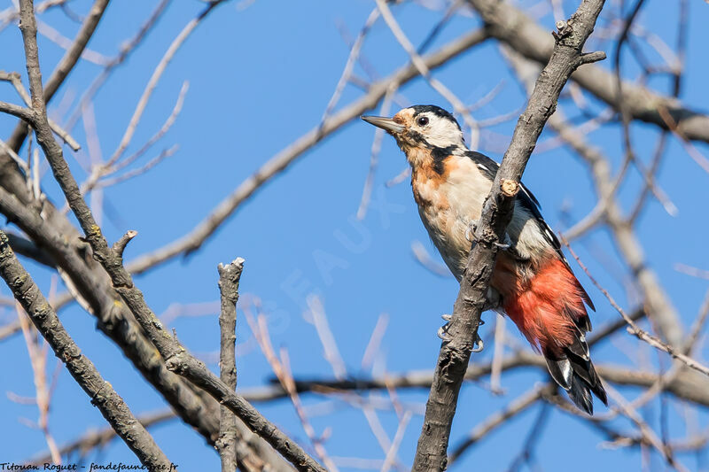 Syrian Woodpecker