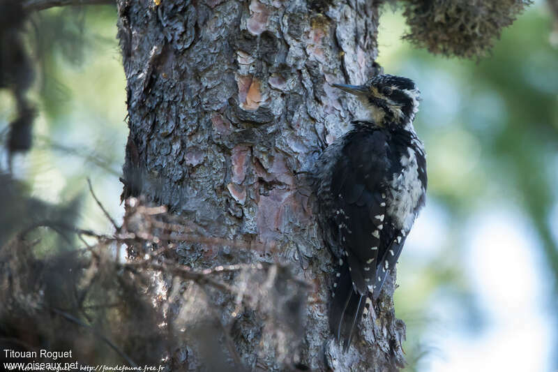 Eurasian Three-toed Woodpecker female adult, pigmentation, fishing/hunting