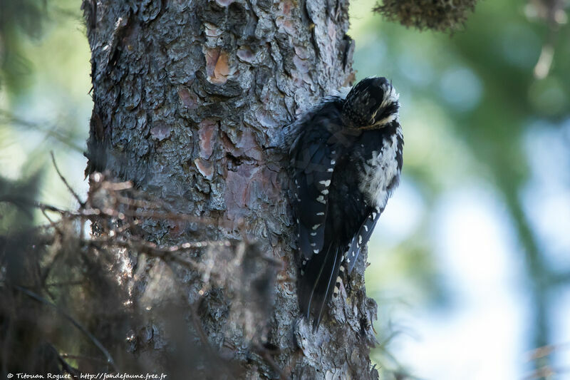 Eurasian Three-toed Woodpecker female, identification