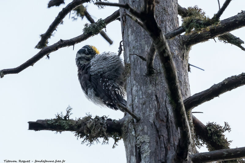 Eurasian Three-toed Woodpecker male adult, identification