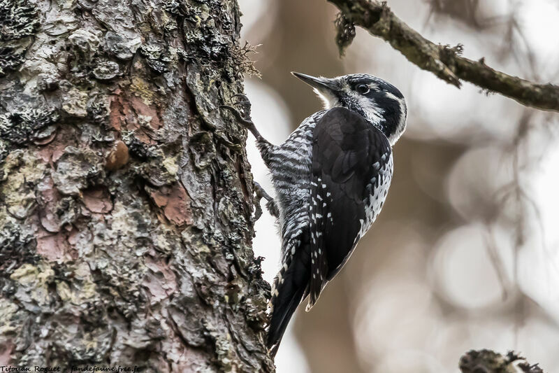 Eurasian Three-toed Woodpecker