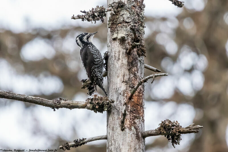 Eurasian Three-toed Woodpecker