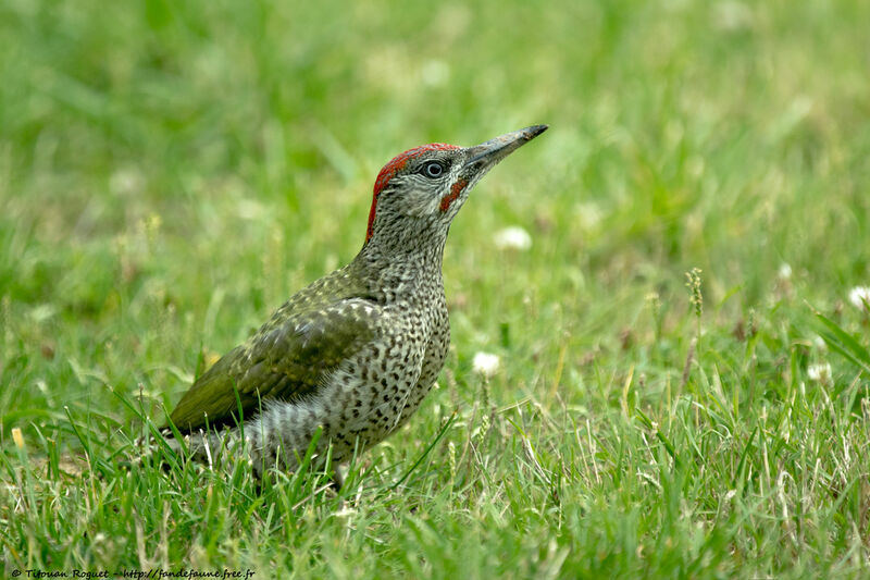 Pic vert1ère année, identification