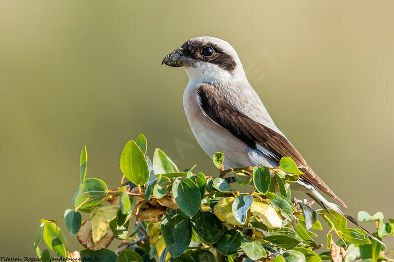 Lesser Grey Shrike