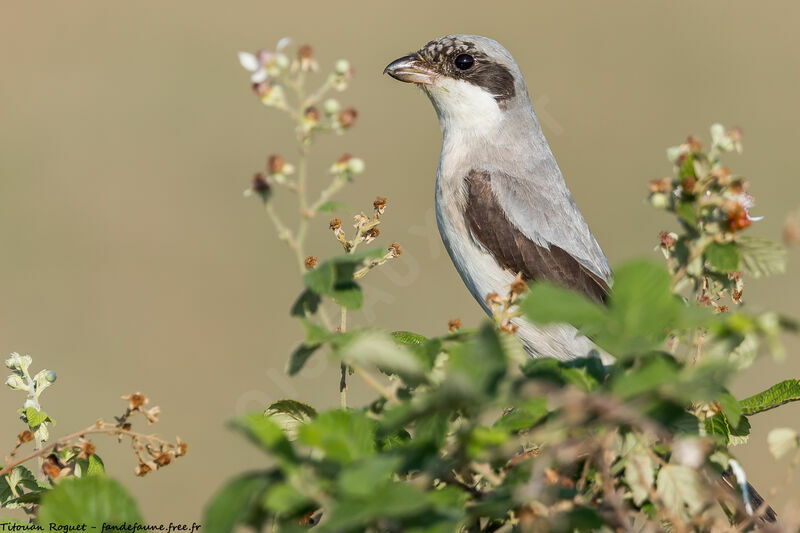 Lesser Grey Shrike