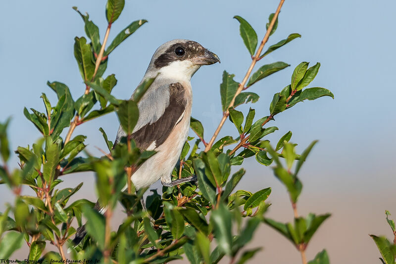 Lesser Grey Shrike