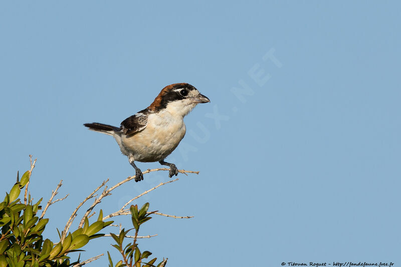 Woodchat Shrikeadult, identification, close-up portrait