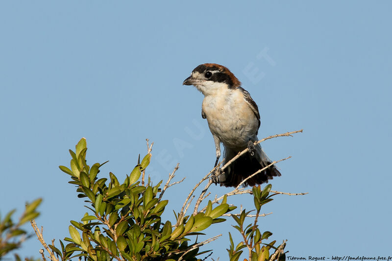 Woodchat Shrikeadult, identification, close-up portrait, aspect, pigmentation