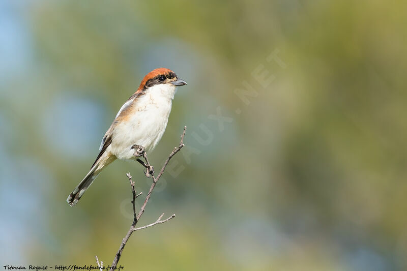 Woodchat Shrike