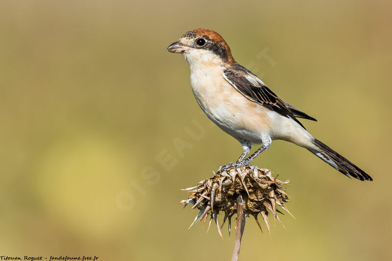 Woodchat Shrike