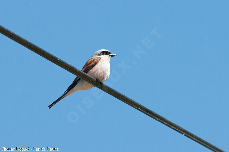 Red-backed Shrikeadult