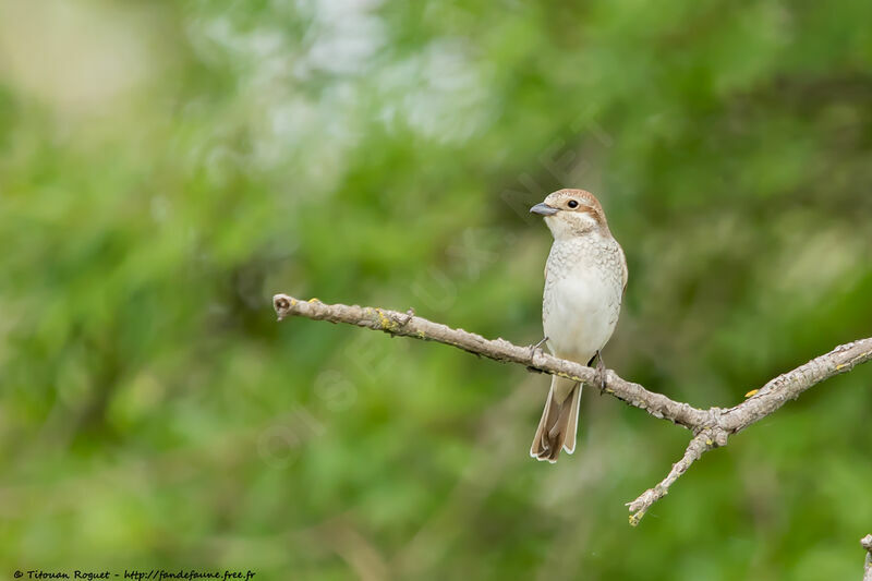 Pie-grièche écorcheur femelle adulte, identification