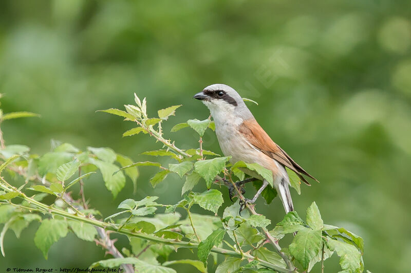 Red-backed Shrike male adult breeding, identification, close-up portrait, habitat, aspect, pigmentation