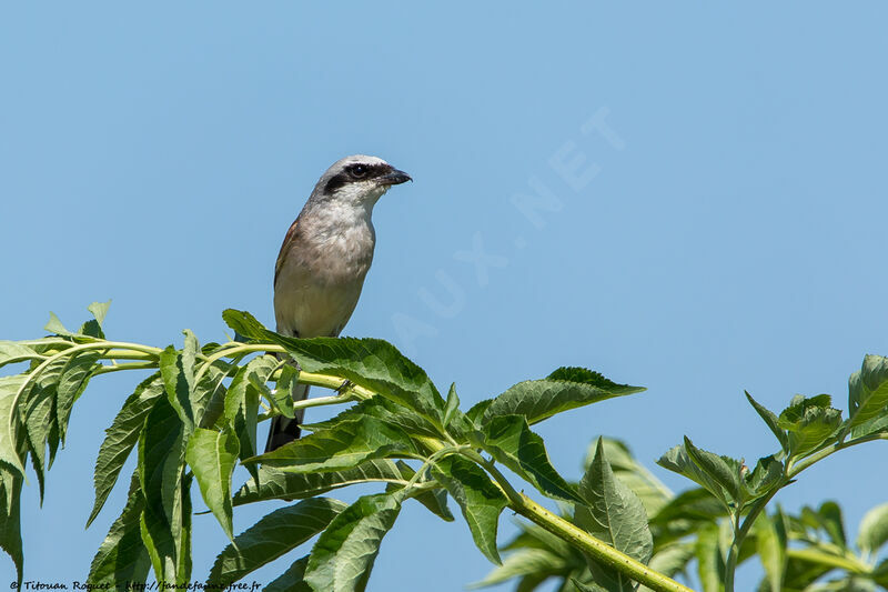 Red-backed Shrike male adult breeding, identification, close-up portrait, habitat, aspect, pigmentation