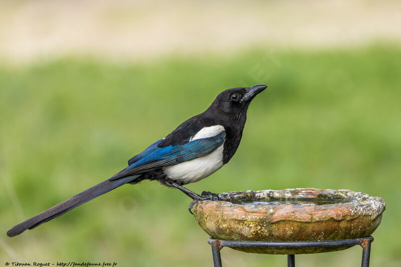 Eurasian Magpieadult breeding, identification, close-up portrait, aspect, pigmentation, drinks