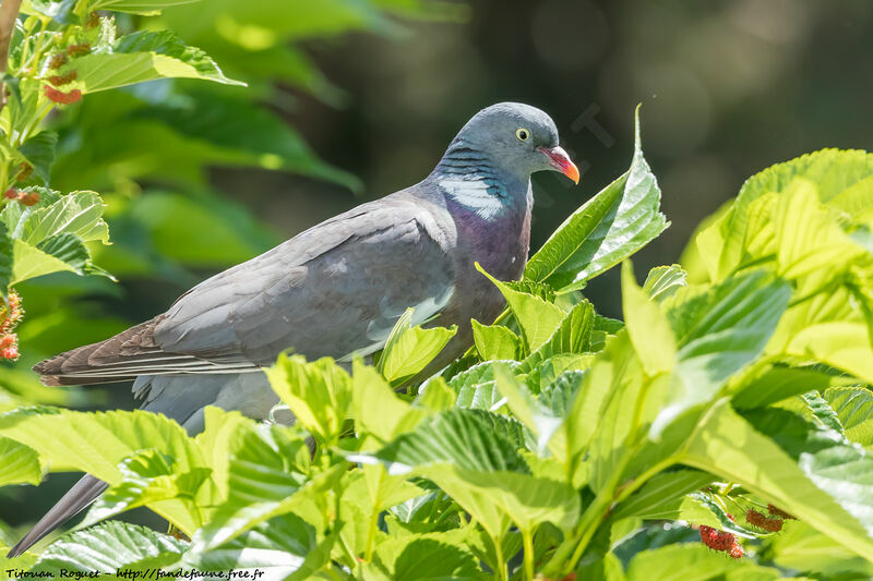 Pigeon ramier