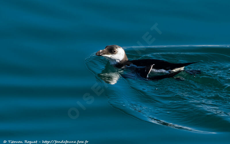 Razorbilladult post breeding, identification, swimming