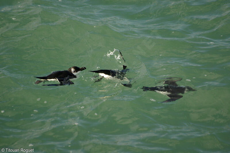 Razorbill, swimming