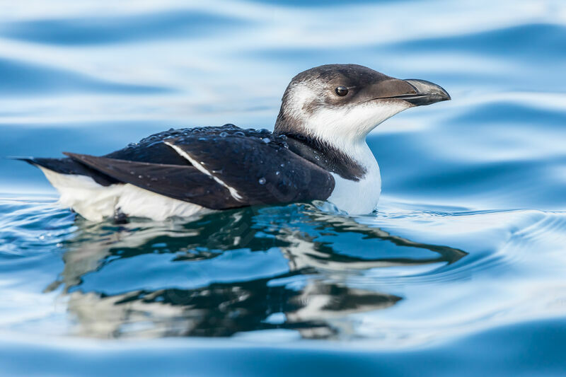 Razorbill