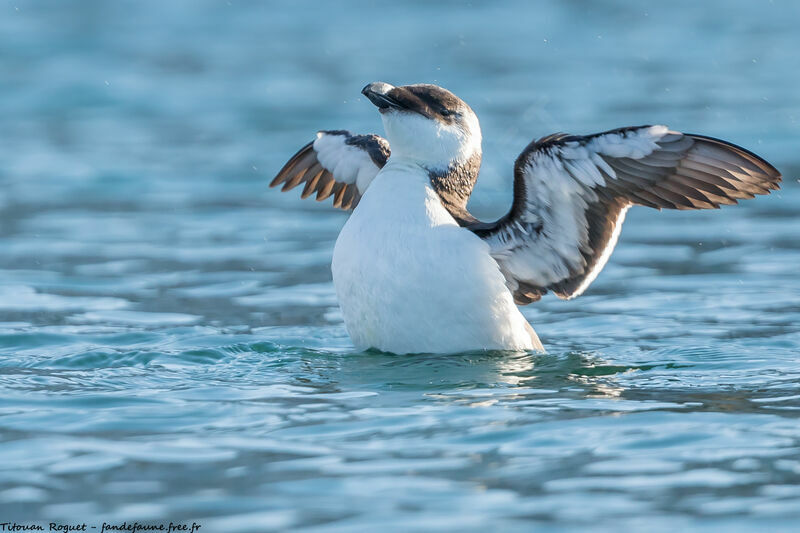 Pingouin torda