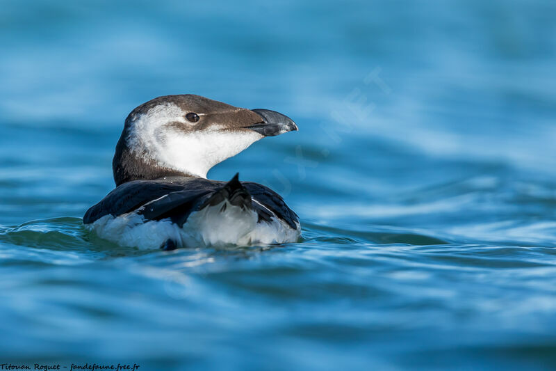 Razorbill