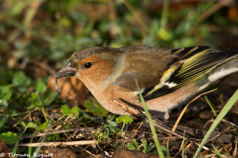 Pinson des arbres mâle, identification, mange