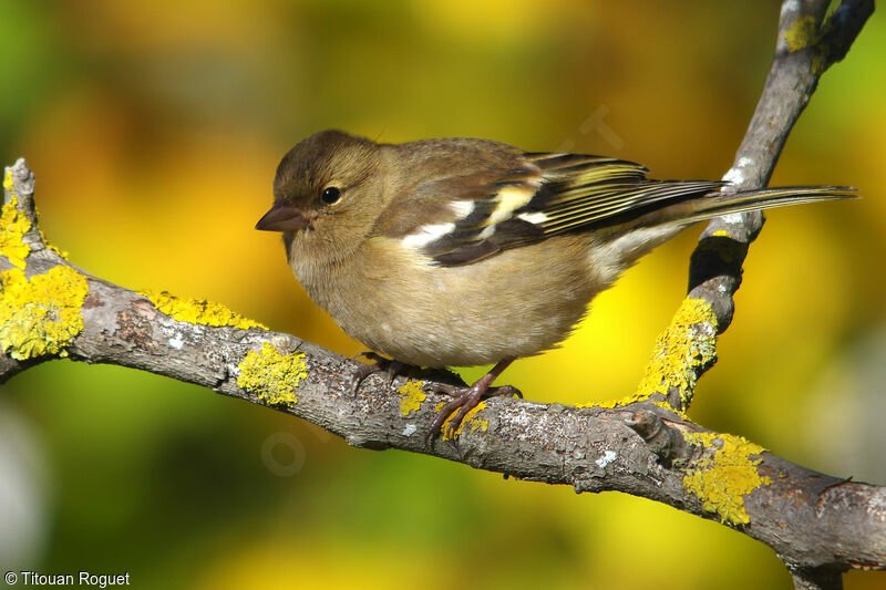 Eurasian Chaffinch female, identification