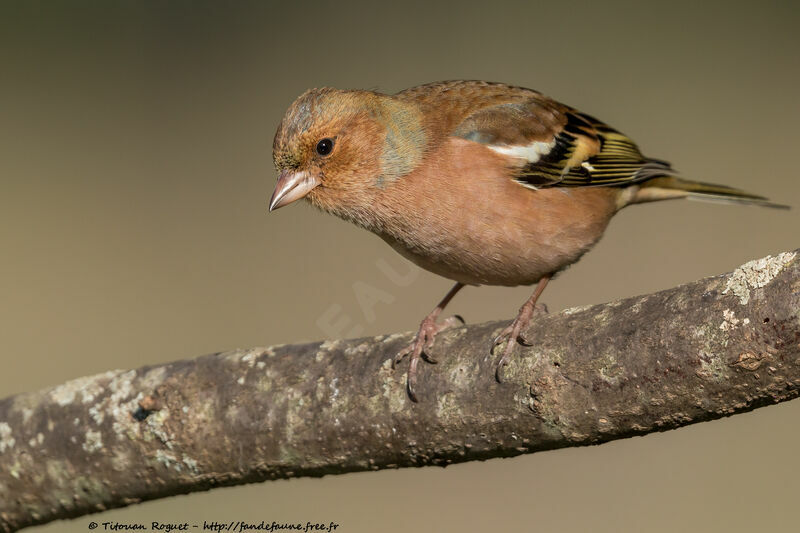 Eurasian Chaffinch