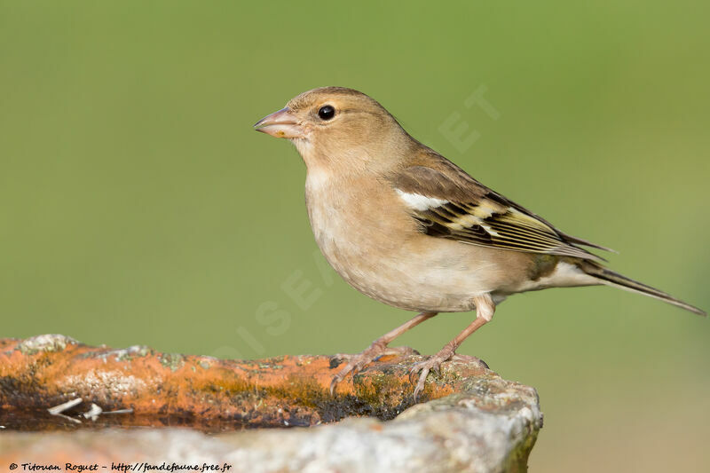 Eurasian Chaffinch