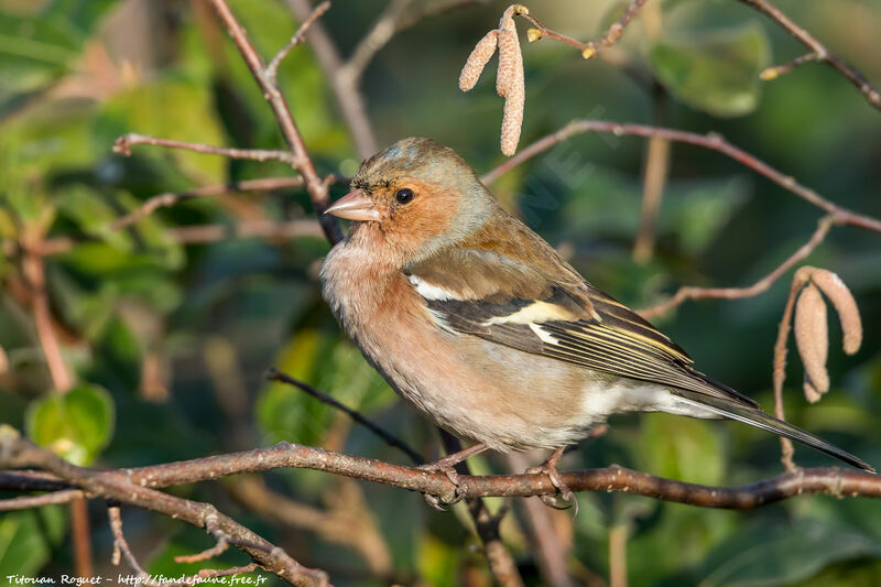 Eurasian Chaffinch