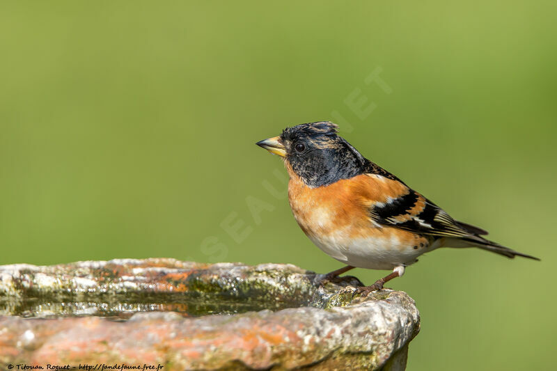 Brambling male adult transition, drinks