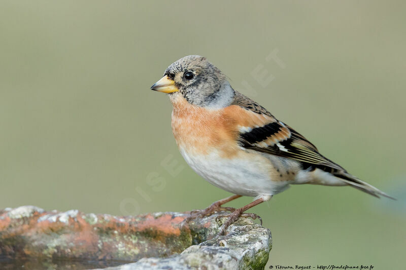 Brambling