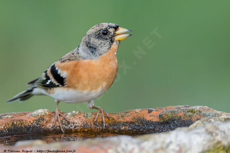 Pinson du Nord mâle, identification