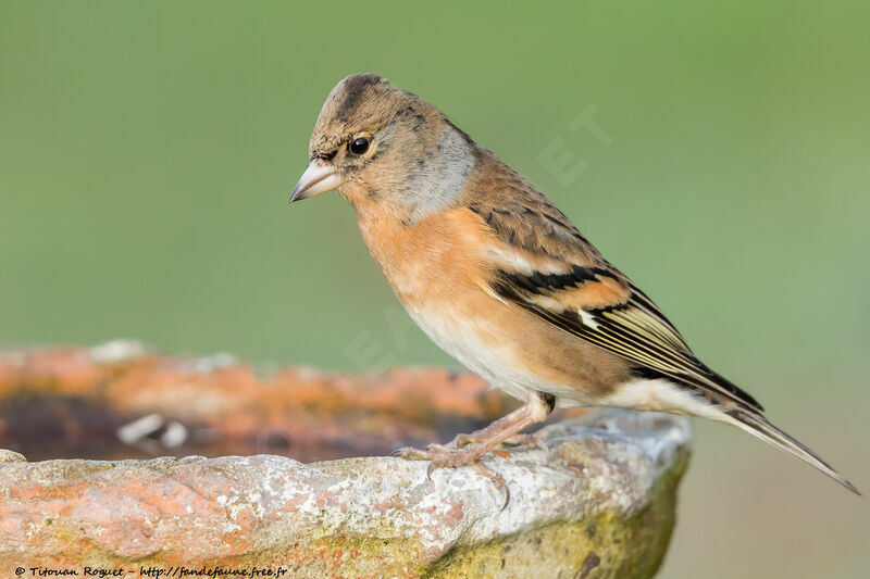 Brambling female adult, identification