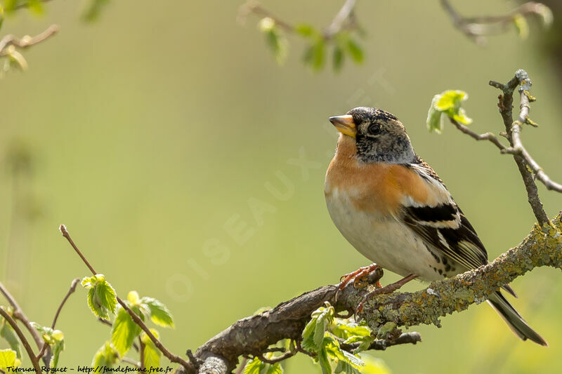 Brambling male