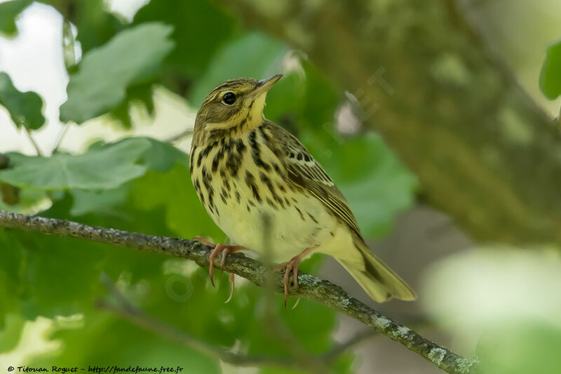 Pipit des arbres