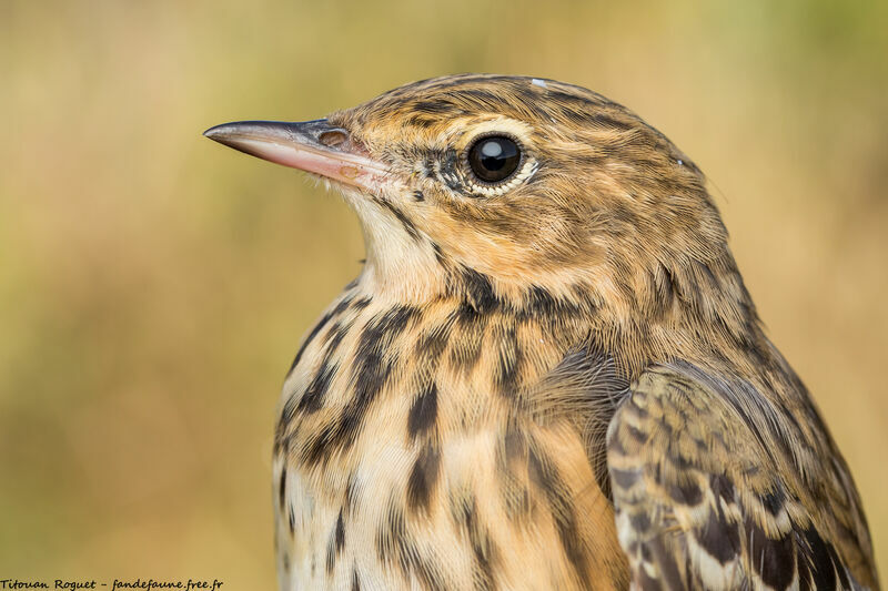 Tree Pipit