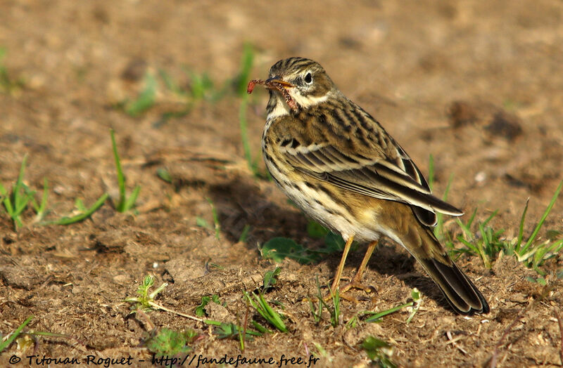 Meadow Pipit, identification, eats