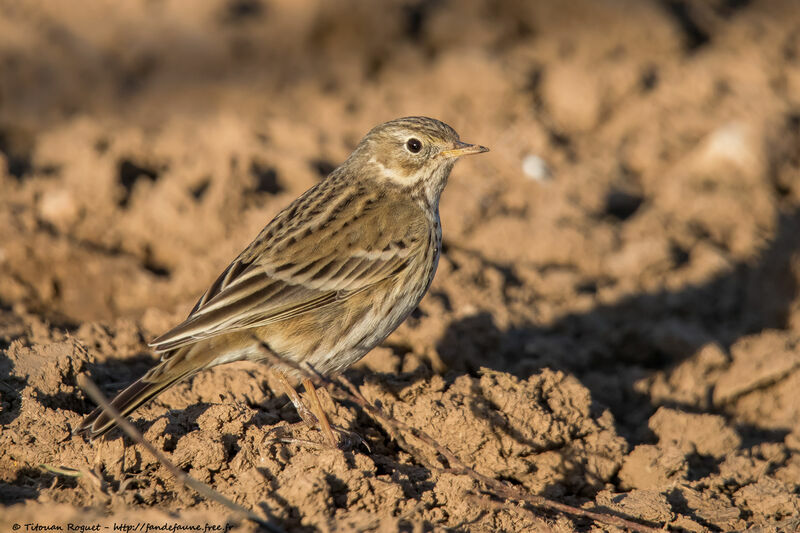 Meadow Pipit, identification, walking