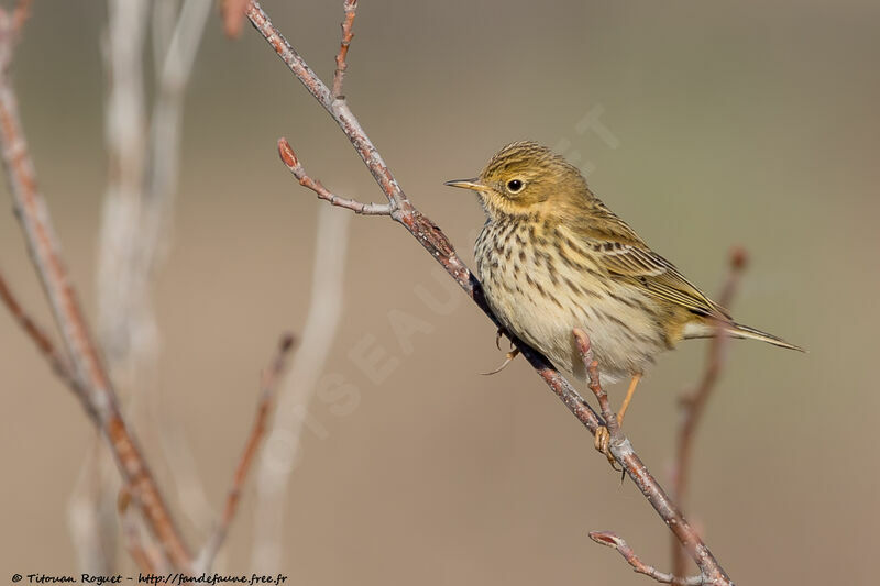 Meadow Pipit