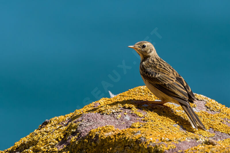 Pipit farlouse