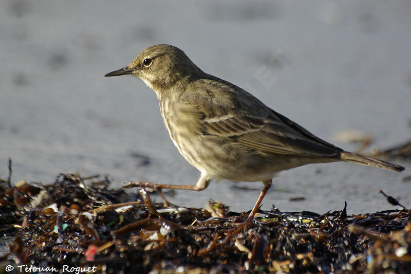 Pipit maritime, identification, marche