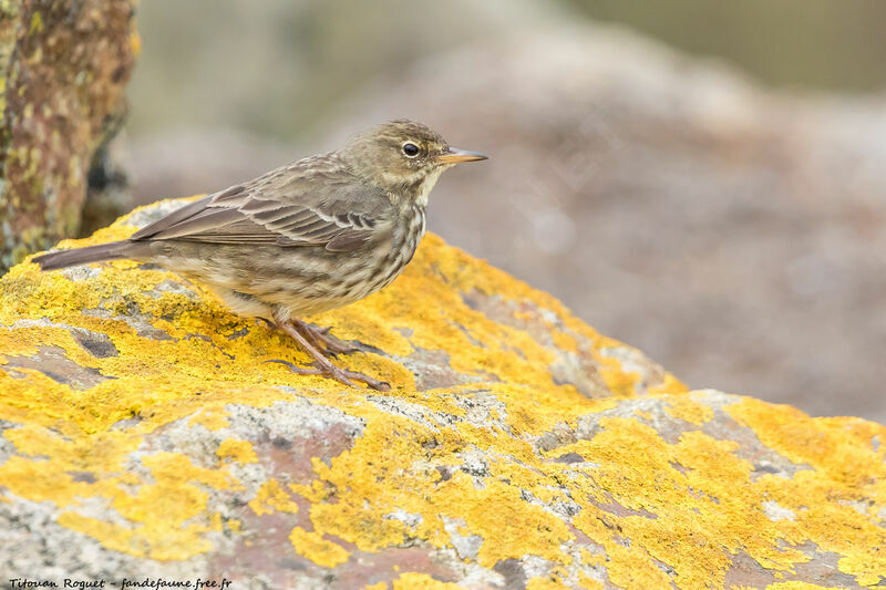 European Rock Pipit