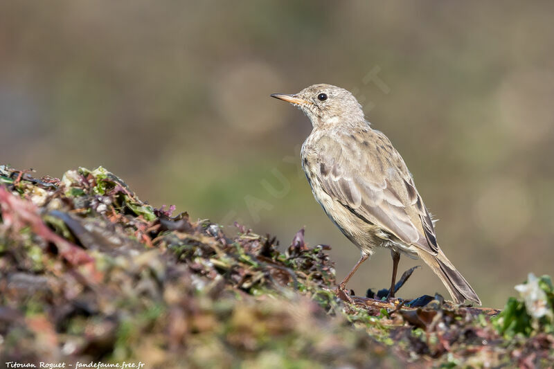 European Rock Pipit